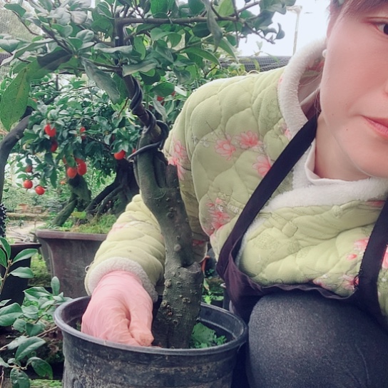 无花朵金弹子中国红