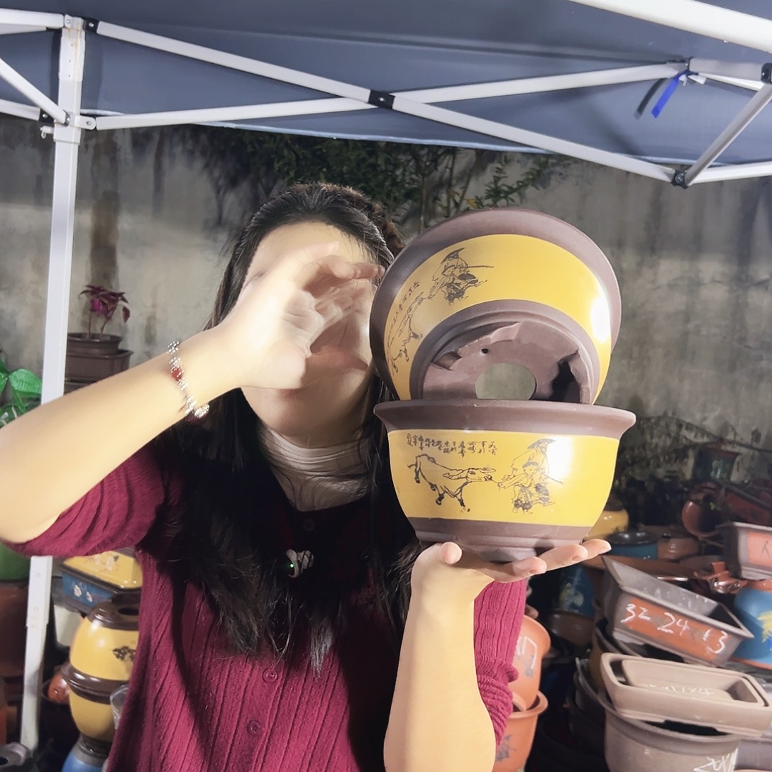 17+17黄色放牛娃三角金钟花盆