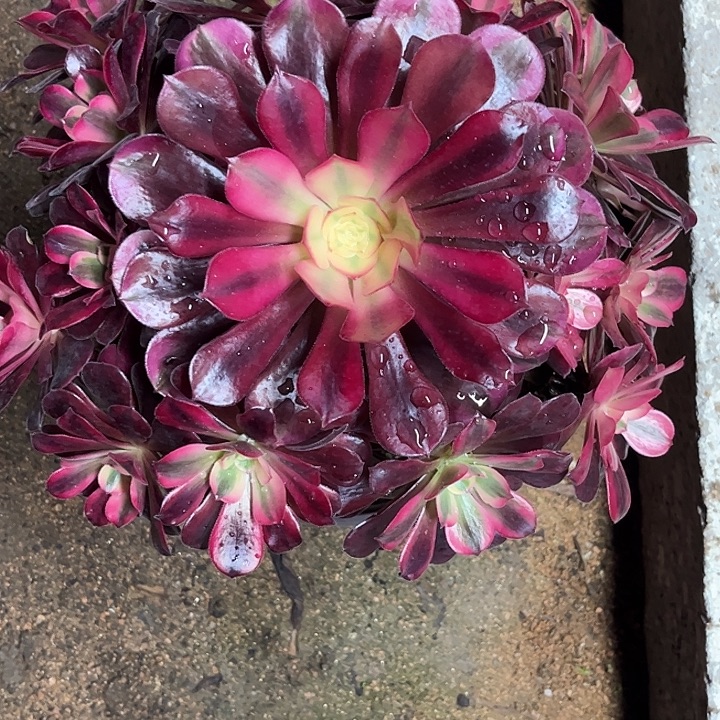 多肉植物美杜莎锦…………