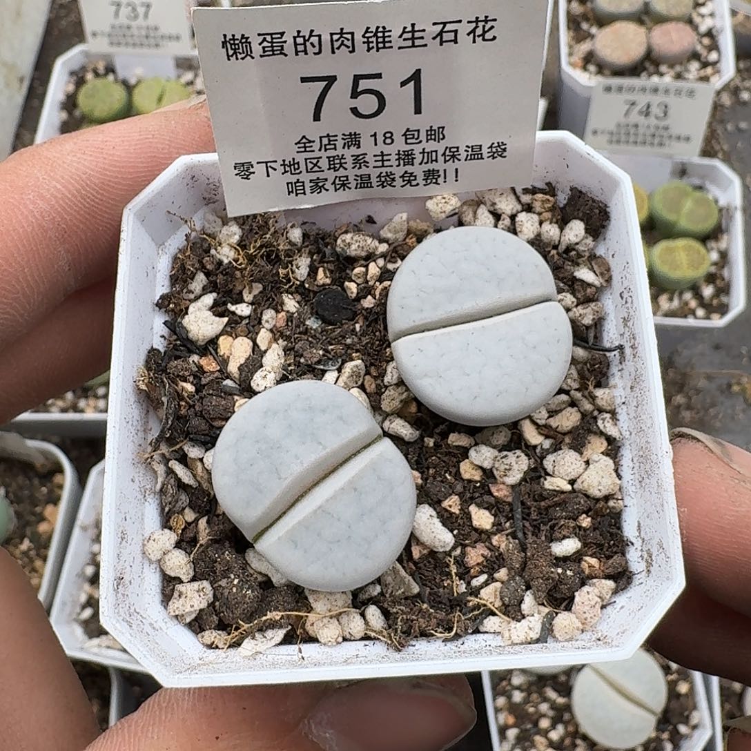 751尺寸2.2cm左右满18包邮