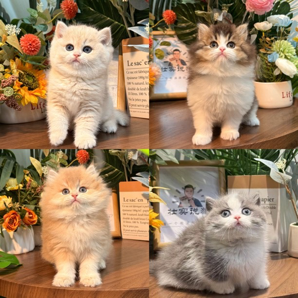 壮实说猫猫咪活体壮实专属竞拍链接