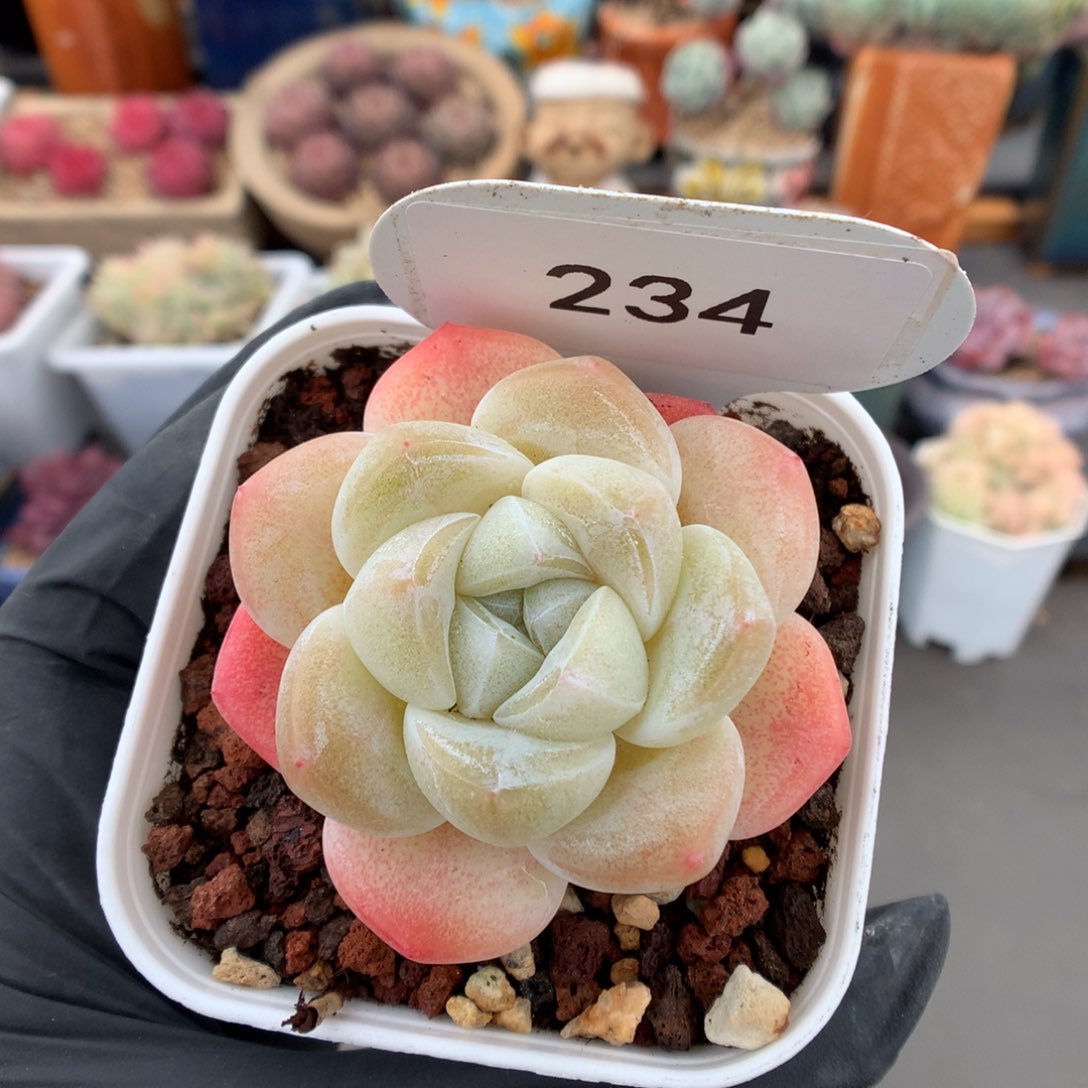 234 粉透冰玉多肉