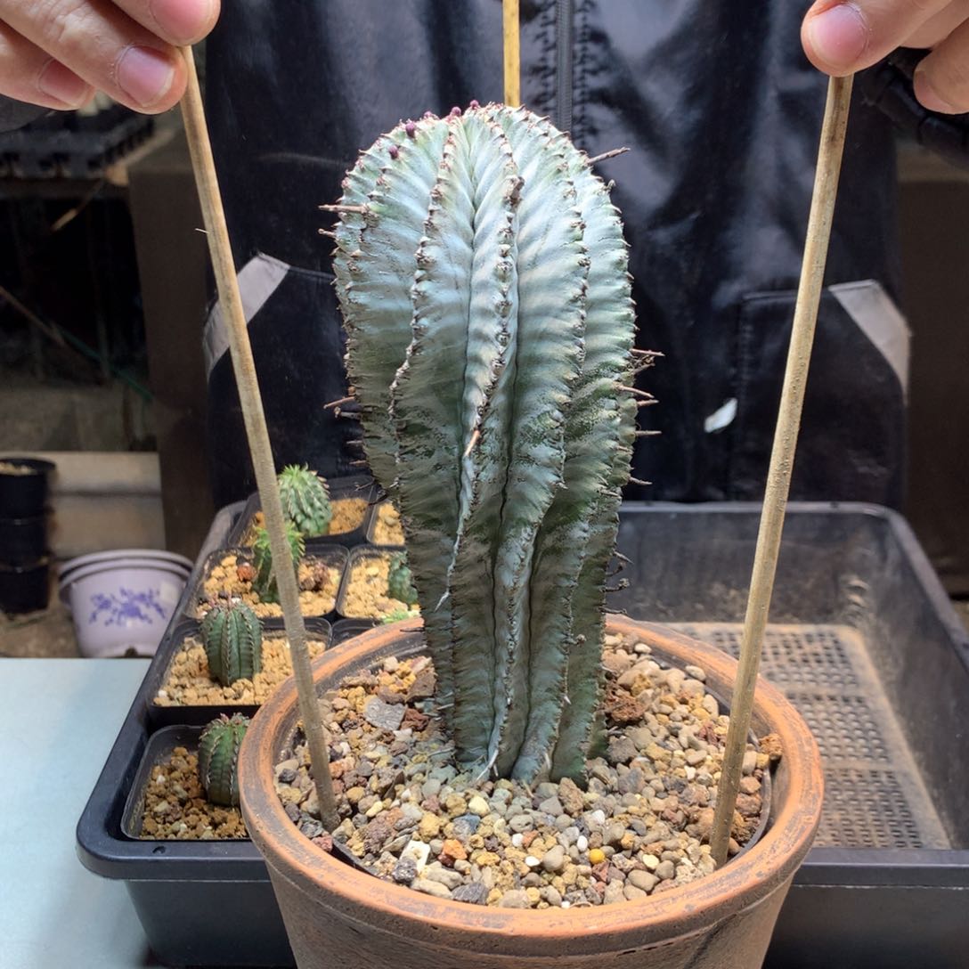     20号   白衣魁伟玉   一物一拍