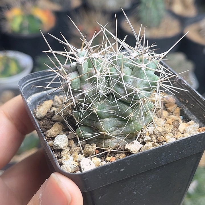 双头实生篝火虾4公分