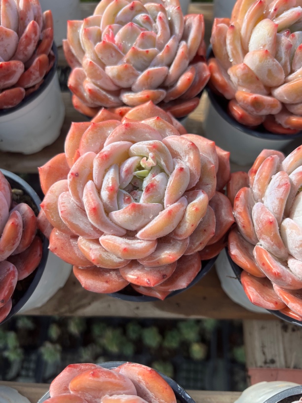 韩版橙梦露多肉大单头