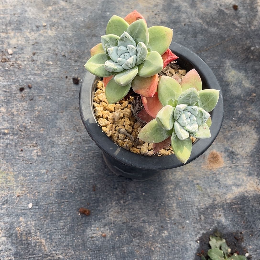 小鹿多肉一物一拍