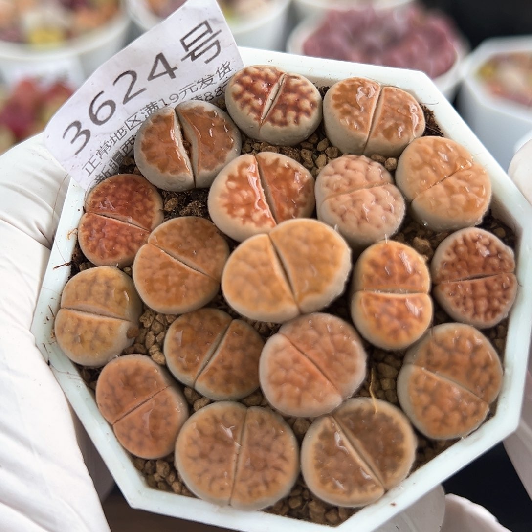 好养易活生石花大母本3624