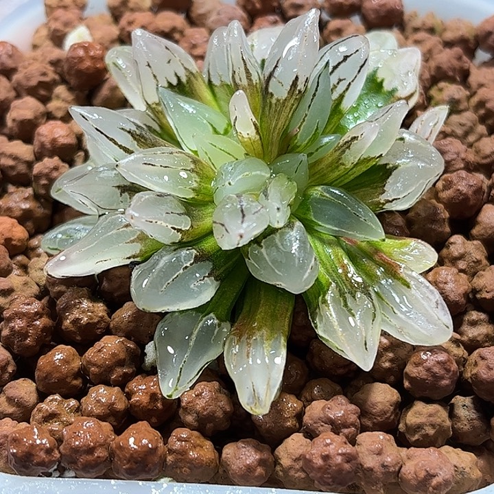 箐***箐十二卷多肉子弹头锦