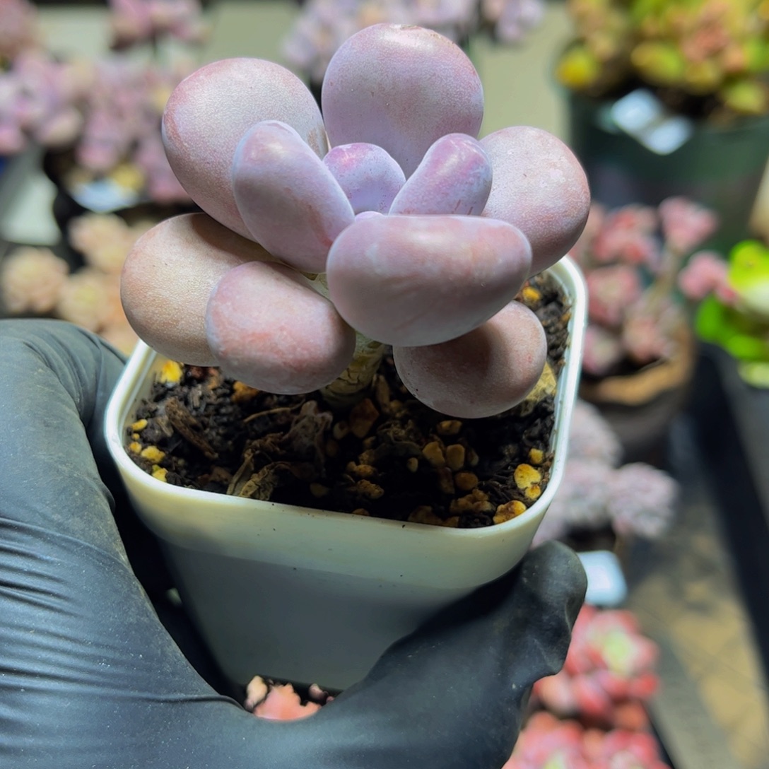 815达摩奶酪5.5厘米多肉