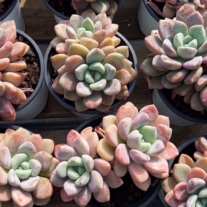 双头          花斑露