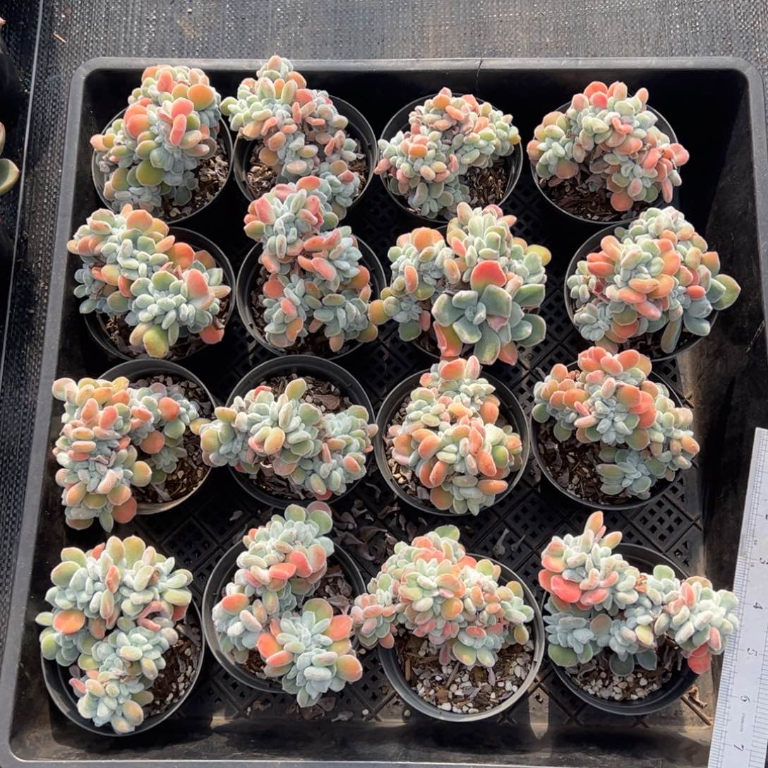 雪晃星缀，图中任意一颗，尺寸9+