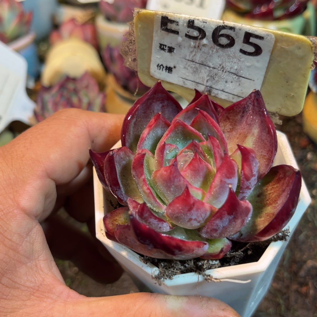 惊鸿一瞥565号多肉