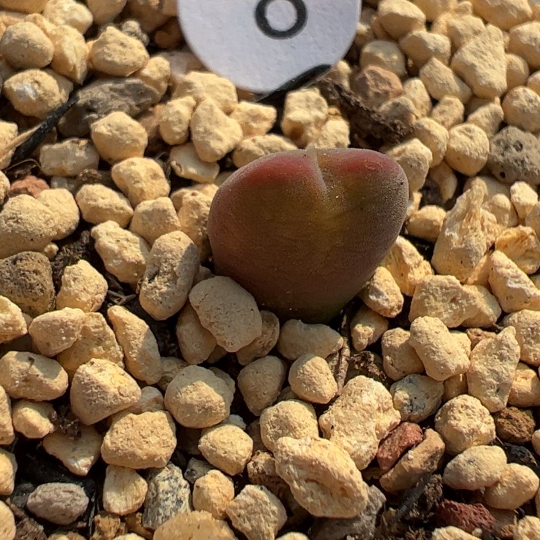 多肉植物111111111111