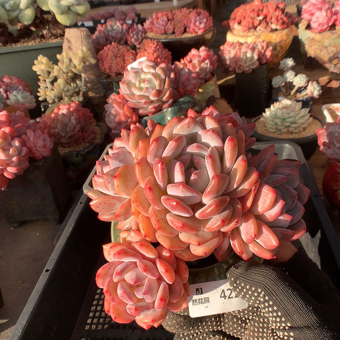 422韩橙多肉植物6666