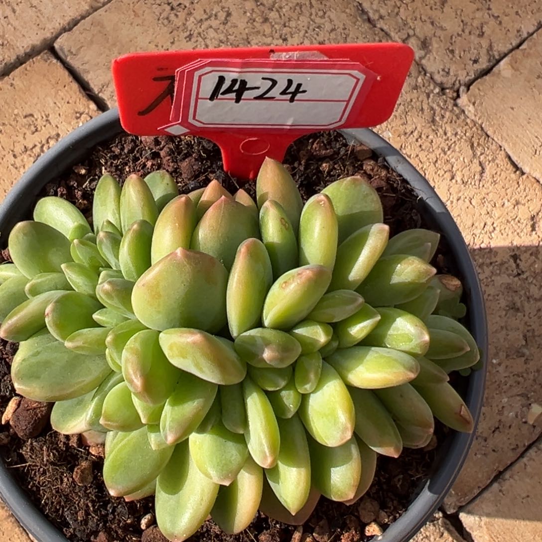 海洋之歌缀1424。            