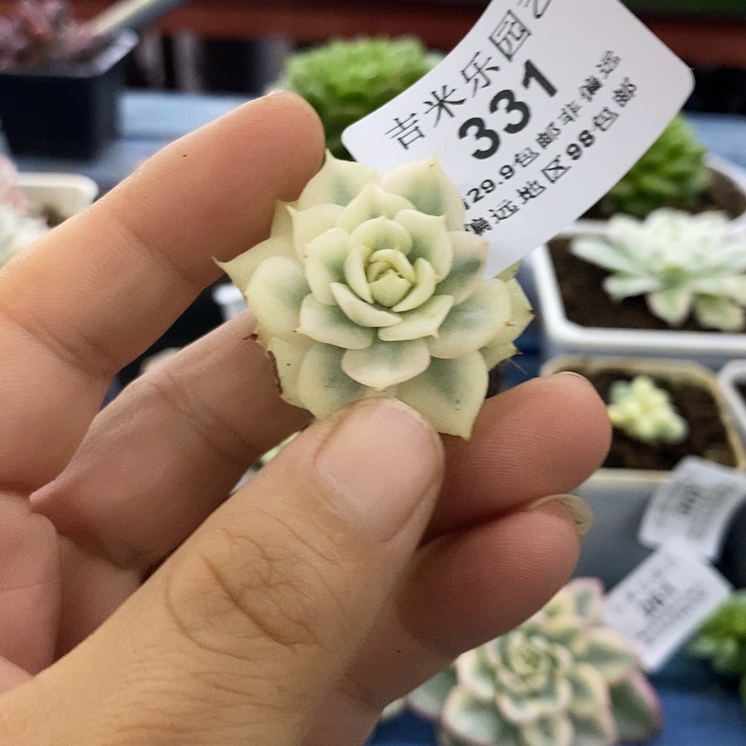 331青冈白覆轮锦炸多肉