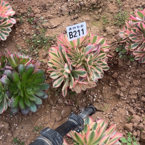 211女巫老桩不包断枝