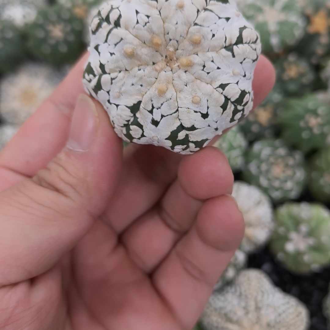 哈哈哈哈哈哈哈V兜兜兜兜