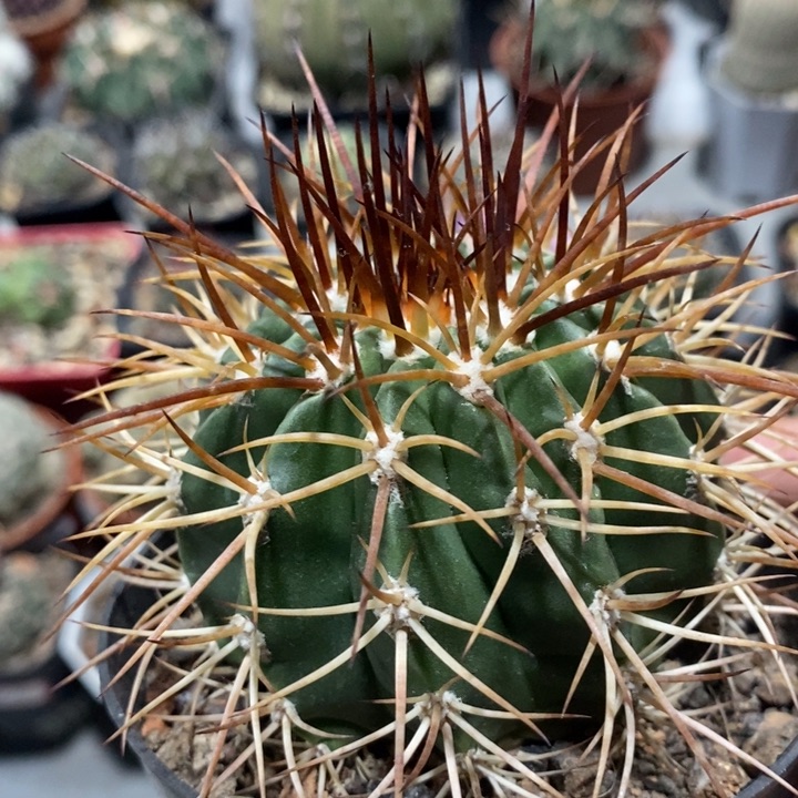 【闪购商品】414彩云