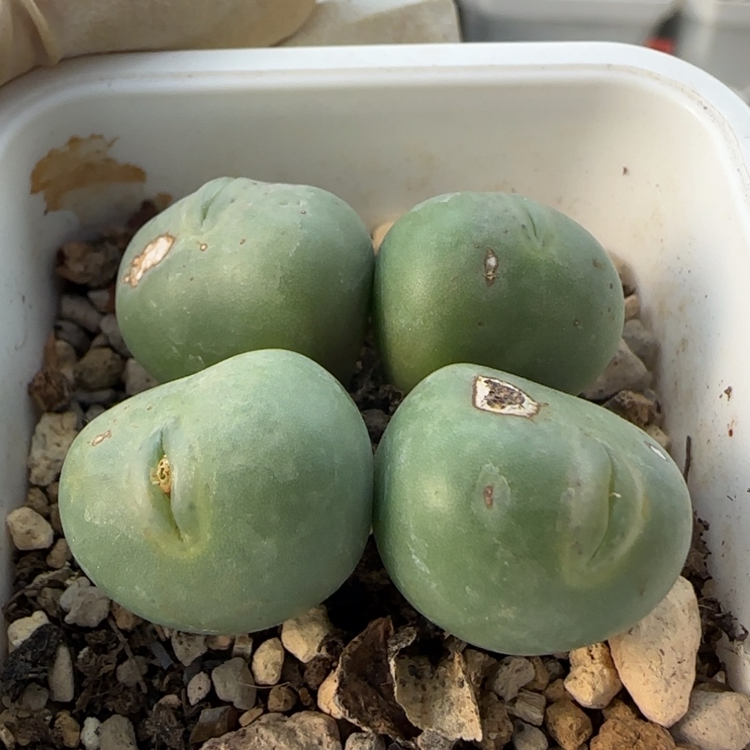 12-25-2-6拍单联系客服延迟发货-玻尿酸海豚嘴1.8cm脱土