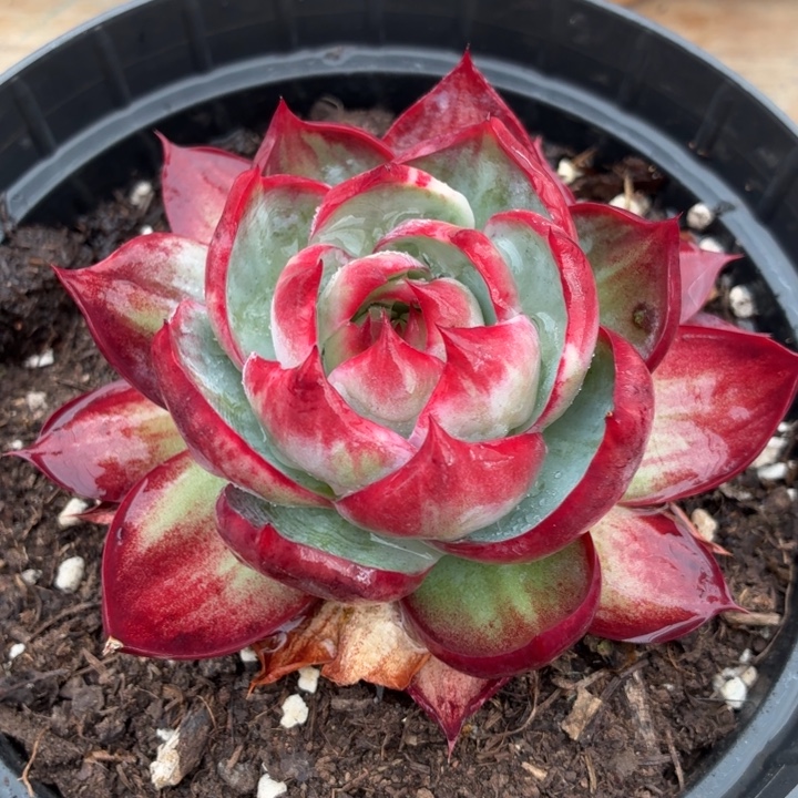 多肉植物惊鸿仙子