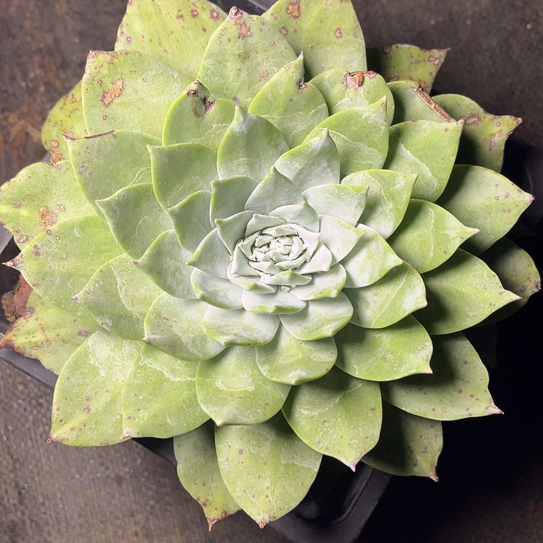 诚****装苹果叶雪山老桩单头