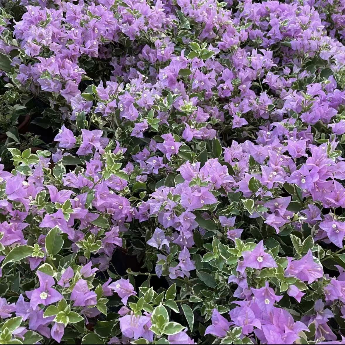 【银边水仙紫 】三角梅花卉勤花四季开花基地直发