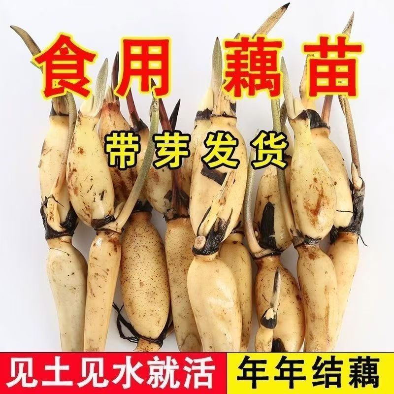 食用藕种苗粉藕苗脆藕莲菜苗家庭荷花四季阳台大型观赏池塘连莲藕