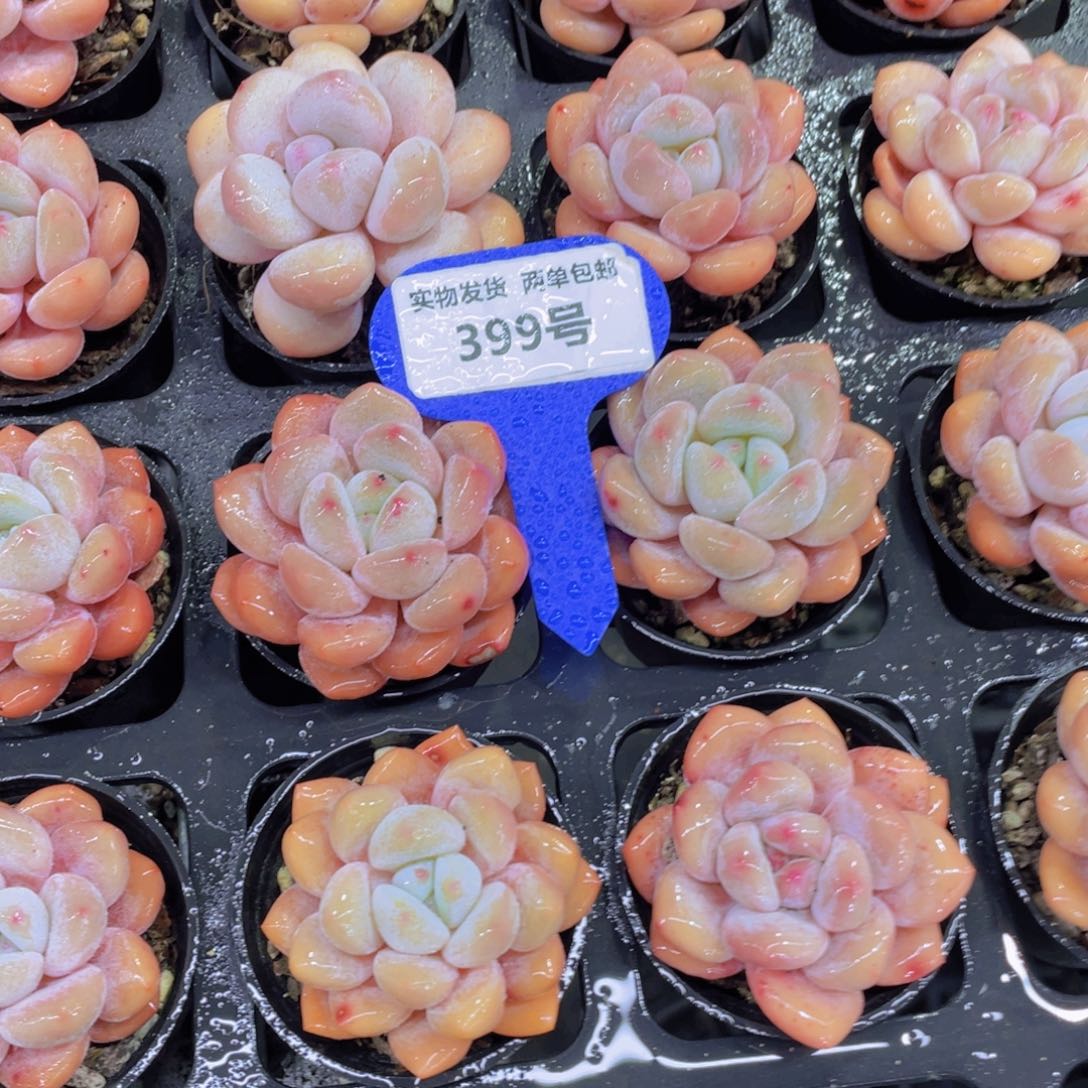 399号 全状态奶油玛丽单头两个