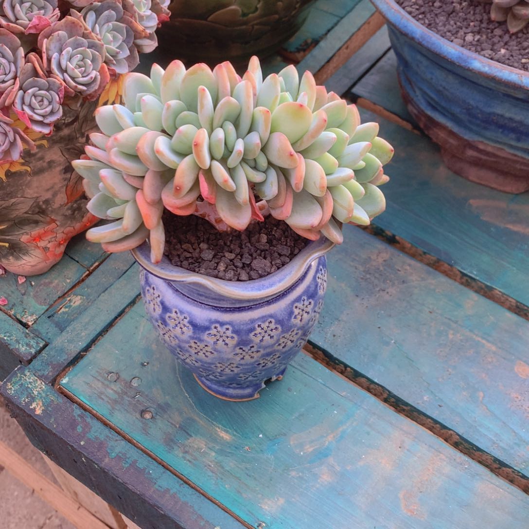 安之若素精品多肉