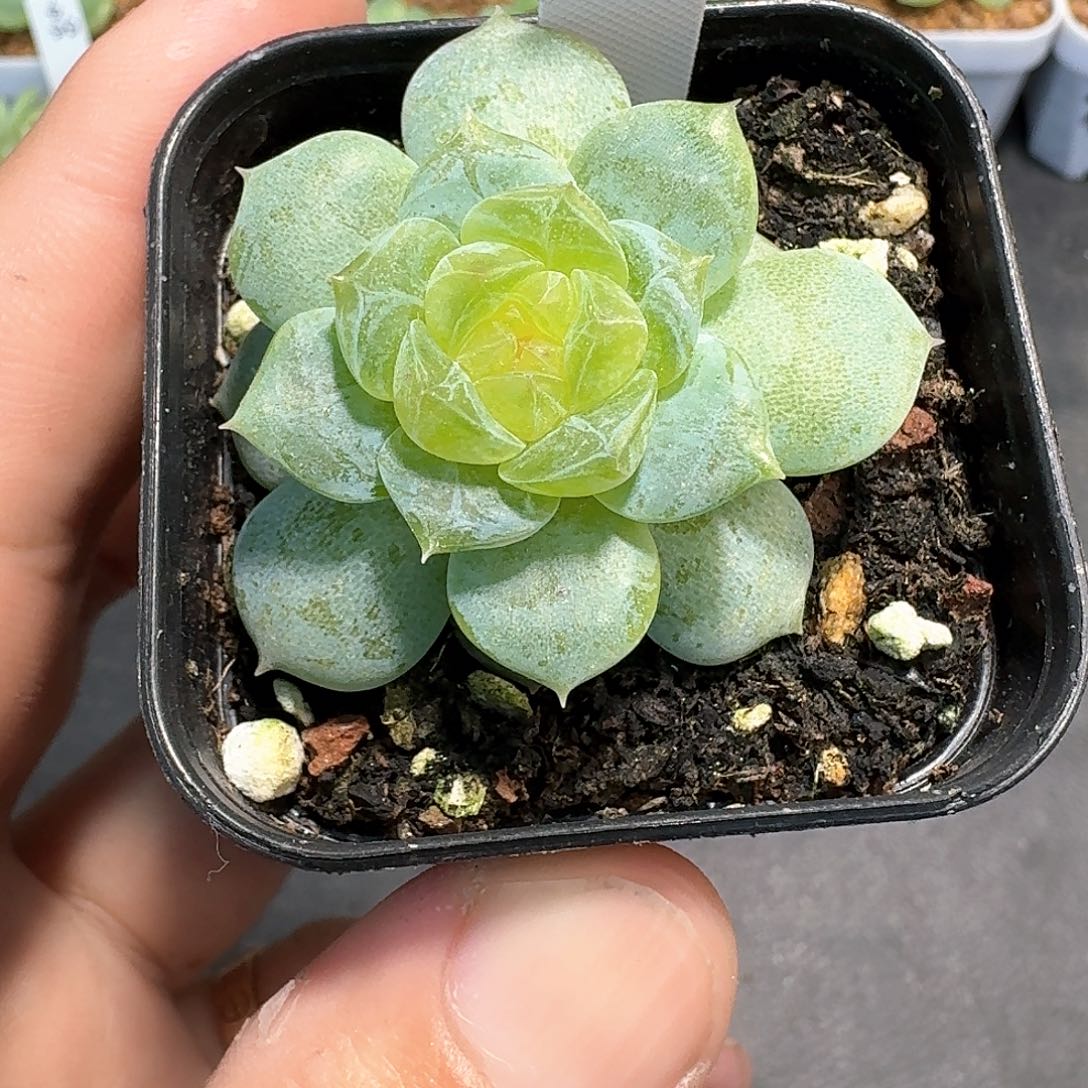 603号入秋单头多肉1111