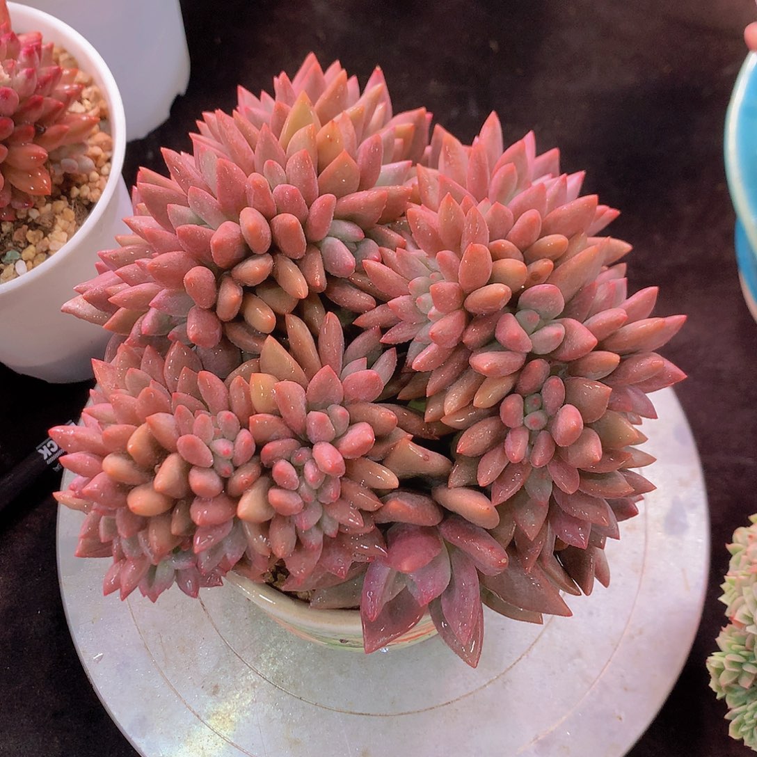 知音缀多肉一物一拍