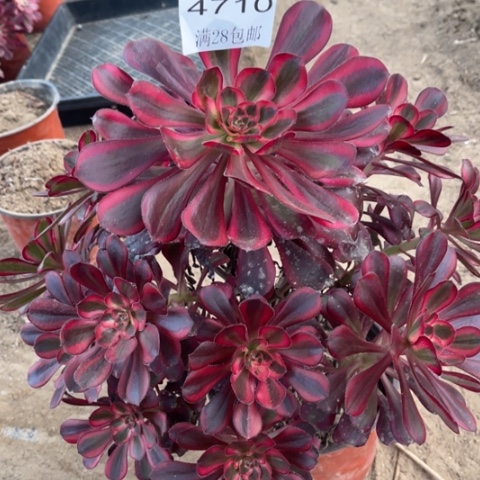 香奈多肉多肉4710