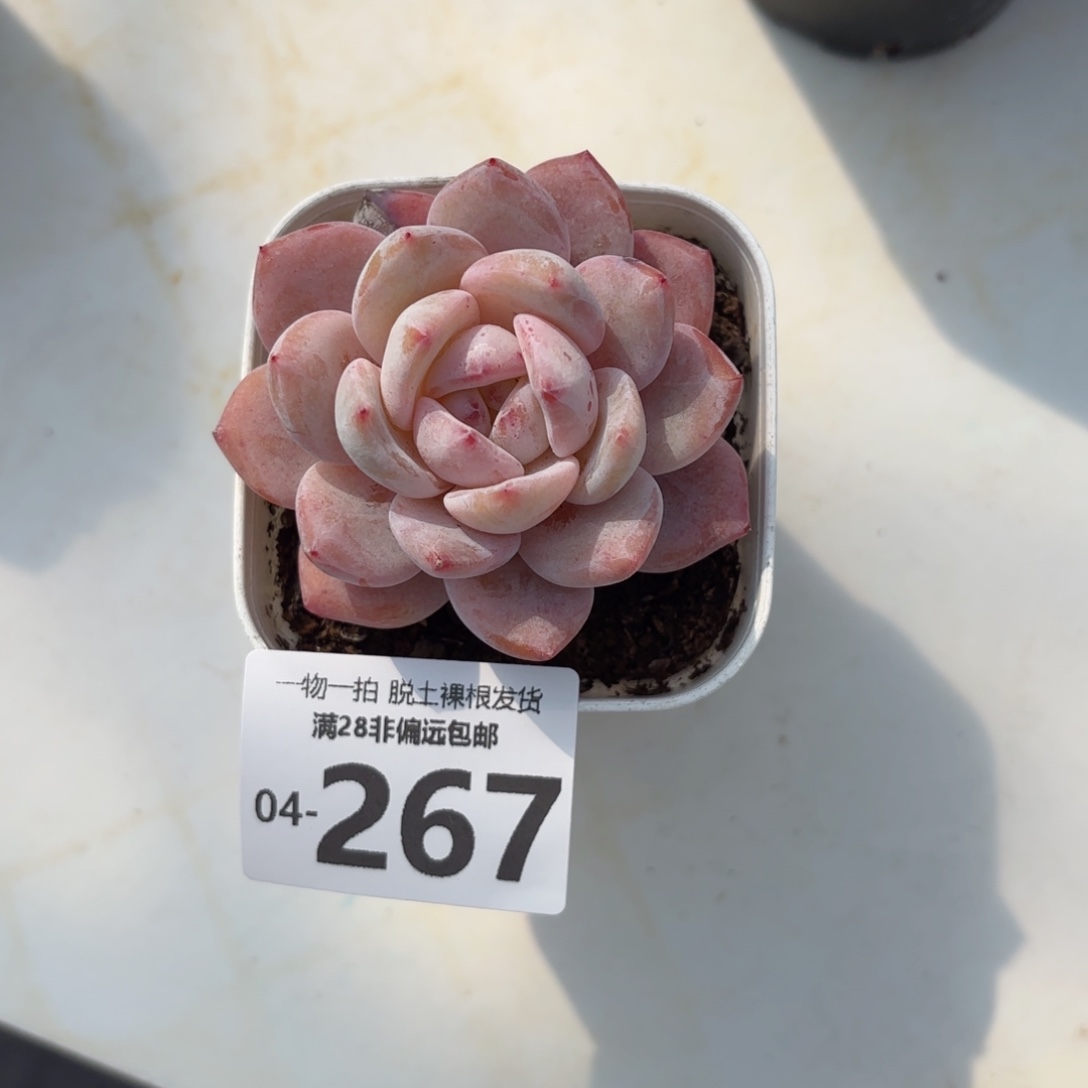 橙梦露单头多肉多肉