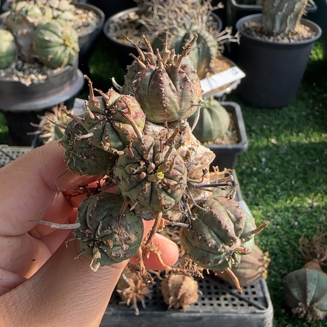 游***鱼法立达11111111111