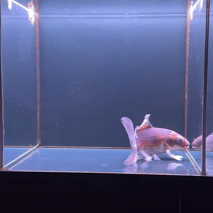 蝴蝶鲤鱼61号红猫