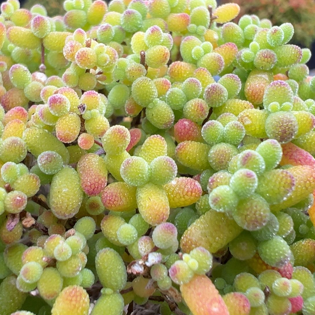 dy5502精控老桩金桔糖球冠幅9cm