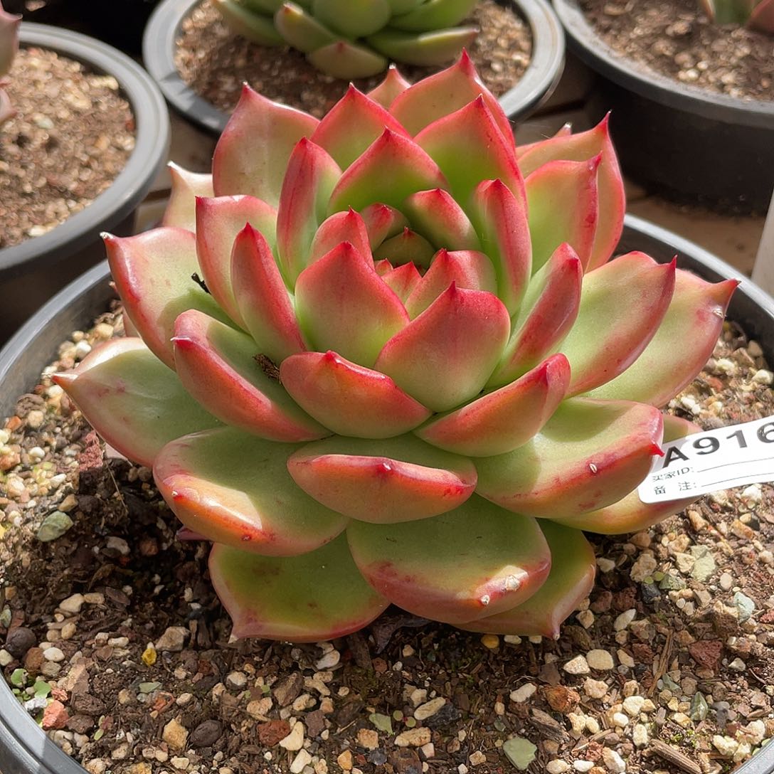 若如东云单拍A916