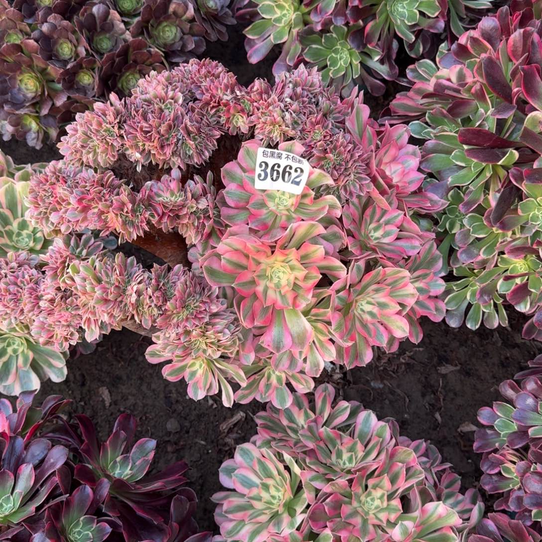 法师女巫缀化18-37 3662