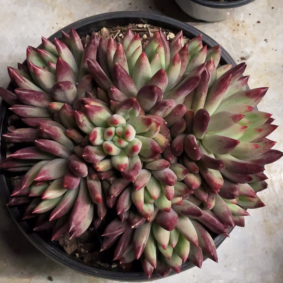 整桩无砍多头手捧二代虞美人一颗