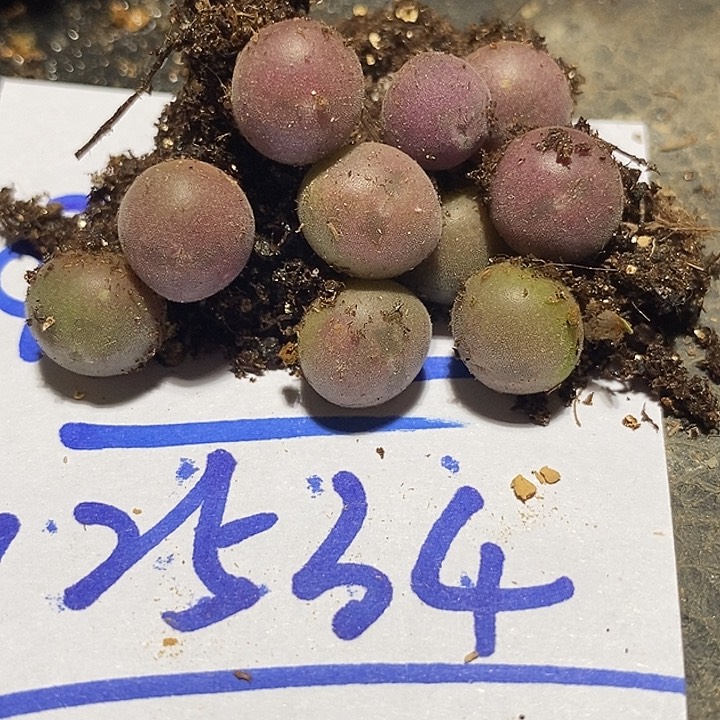 陌**笙12534一组矮胖空蝉     