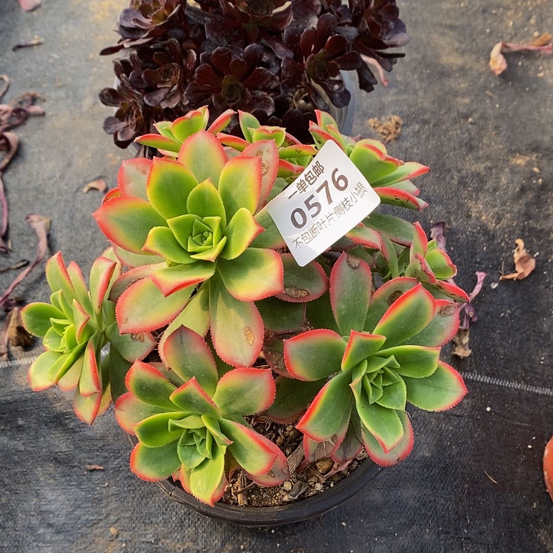 575576艳日辉和黑茶两棵