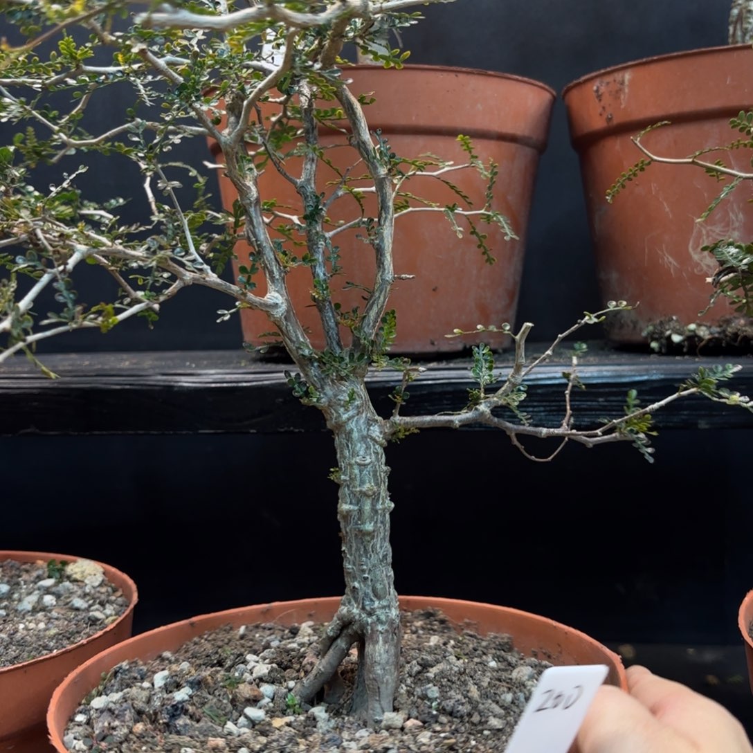 象足漆树带盆发货