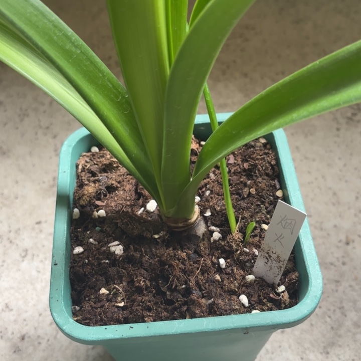 无花朵烟火4.5+不带盆