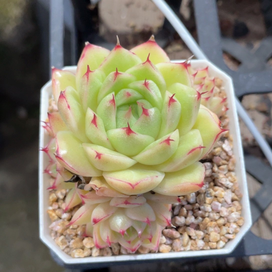 优选枫叶麦杆538