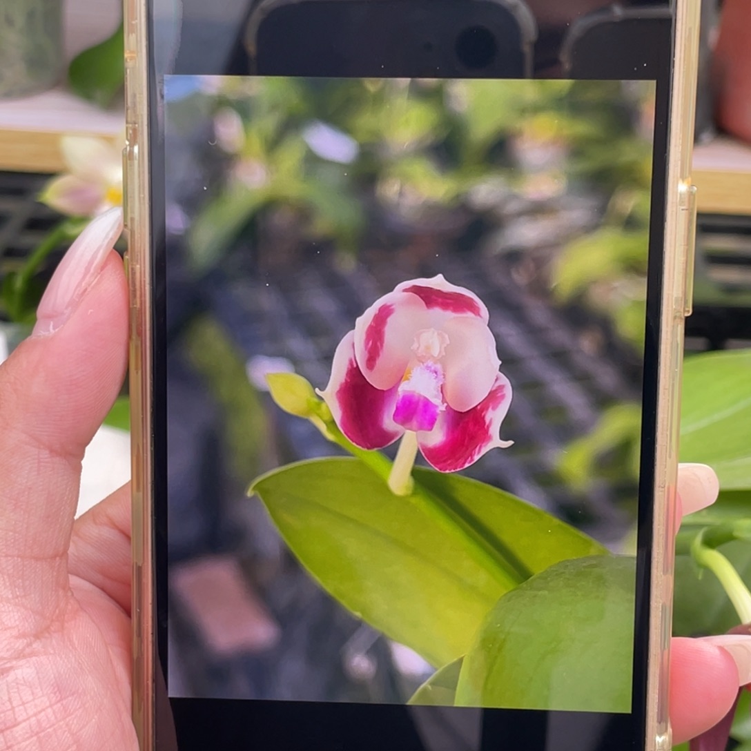 完全开放056咖啡盾交蓝孔雀