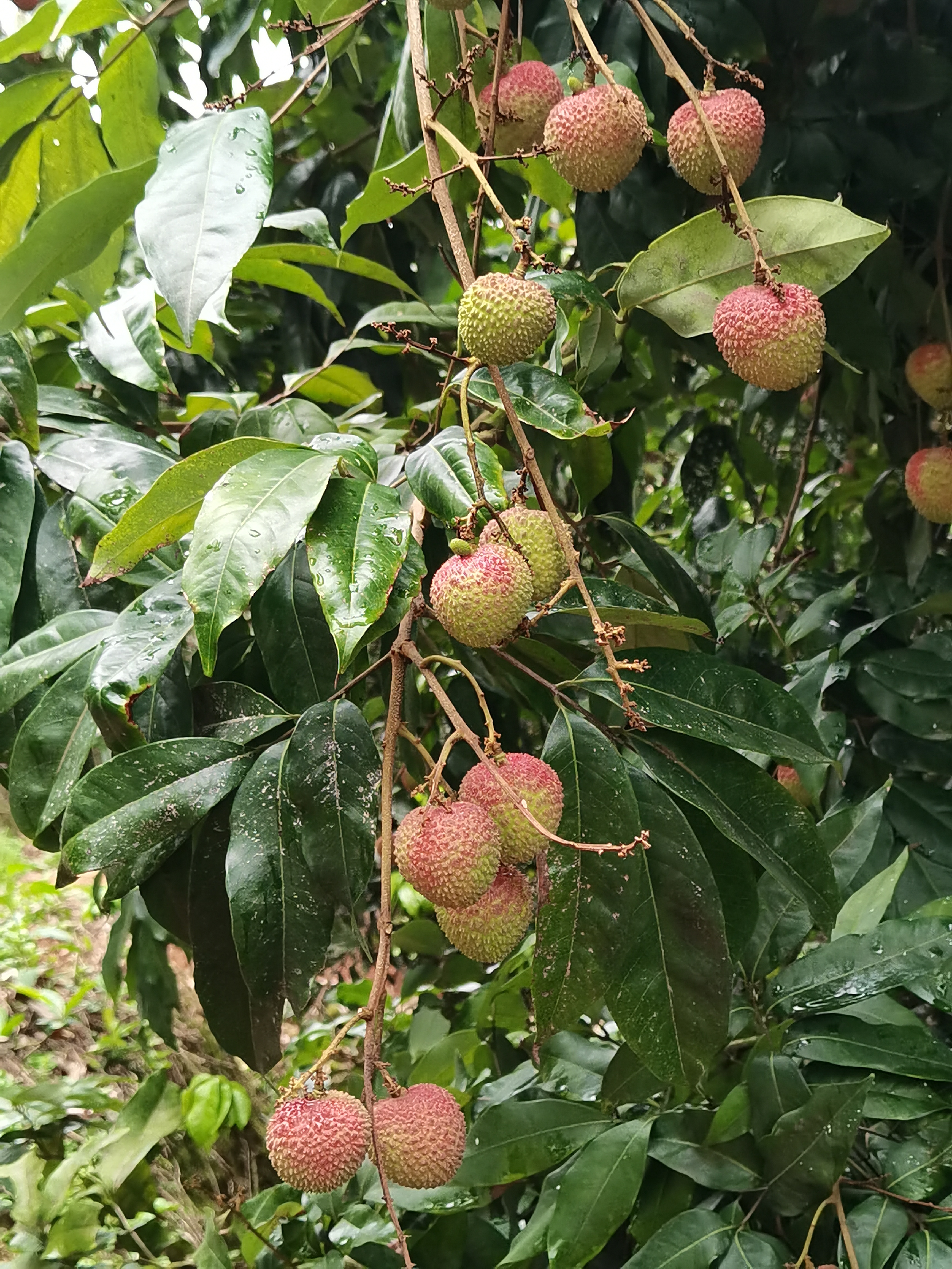 茂名自家果园妃子笑现摘现发