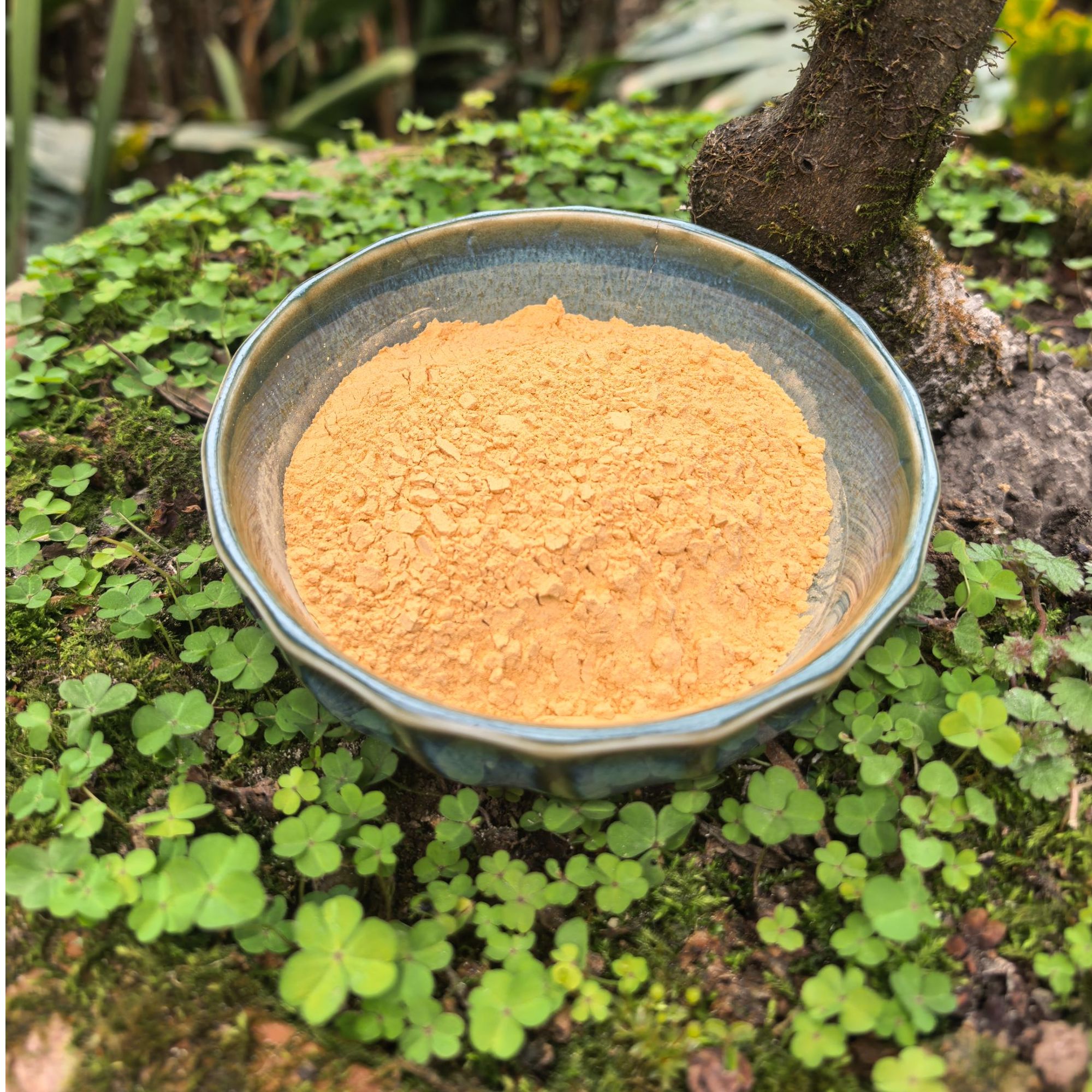 【阿成山货推荐】牛-潢-可搭配枸杞