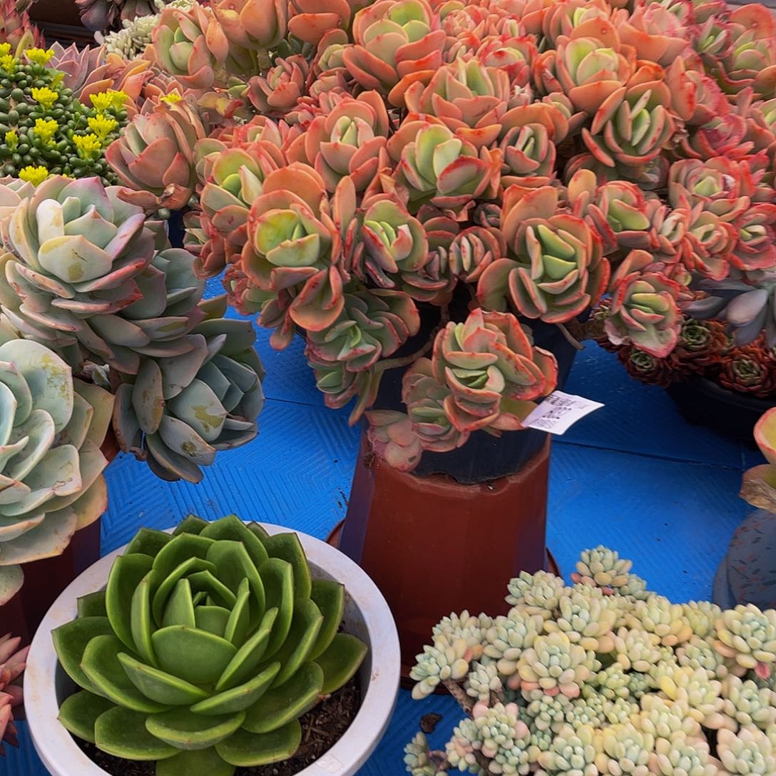 萍*果6032火焰玫瑰多肉