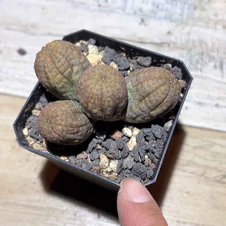 满38包邮2天凑单，脱土晾根发货多肉植物